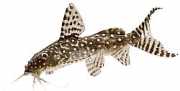 Synodontis angelicus Месарски анђ�...