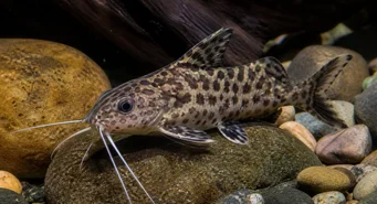 Synodontis contractus (Контракције синодонтиса)
