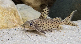 Synodontis multipunctatus (Споттед СиноДонте)