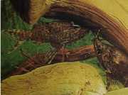 Synodontis nigriventris Црна глава Цр...