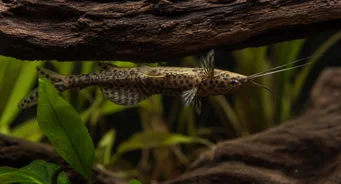 Synodontis nigriventris (Синодонтис)