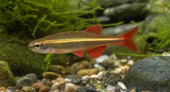 Tanichthys albonubes Јадни Неон