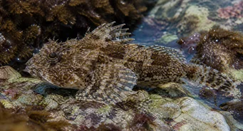 Taurulus bubalis (Морски колач)