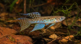 Terranatos dolichopterus Убица