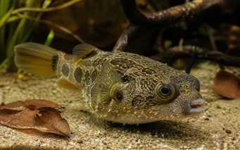Tetraodon palembangensis Тетраодон палембангенсис