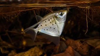 Thoracocharax stellatus Силвер Хацхетте Риба