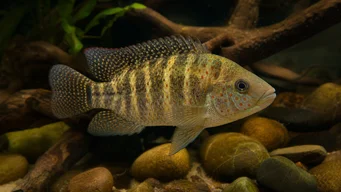 Tilapia mariae Пет -банд Тилапиа