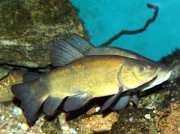 Tinca tinca Уобичајени т�...