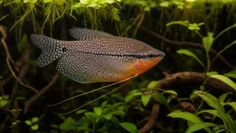 Trichogaster leeri Мозаиц Гоурами