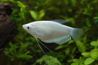 Trichogaster microlepis Гоурами Моон