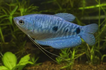 Trichogaster trichopterus sumatranus Гоурами са три златна места