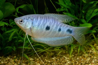 Trichogaster trichopterus Три тачке, плаве Гоурами