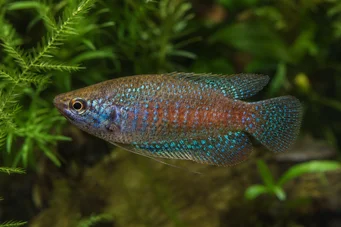 Trichopsis pumila Дварф Гоурами
