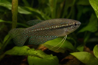 Trichopsis pumilus Трицхопсис Пумила (Грогнеур)