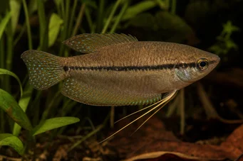 Trichopsis vittatus Гоурами Ховлер