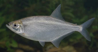 Triportheus angulatus Пунктиран