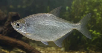 Triportheus rotundatus Роунд Цроссбов Тетра