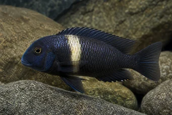 Tropheus duboisi Дубоиси