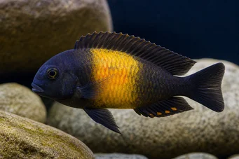 Tropheus moorii ilangi Тропхеус Моории Иланги