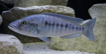 Tyrannochromis macrostoma Макростома тираннохрома
