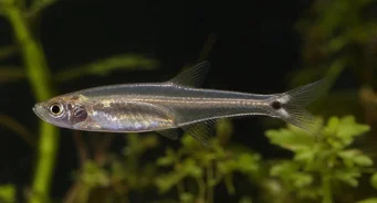 Tyttocharax atopodus