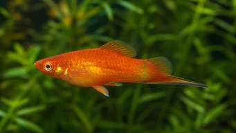 Xipho platy (Плати Епее)