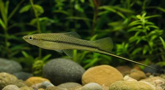 Xiphophorus montezumae (Монтезума носилац мача)
