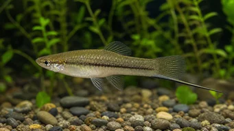 Xiphophorus neuzalanahotl (Примећен мач)