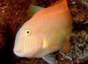 Xyrichthys novacula Бисер