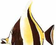 Zanclus canescens Гладак