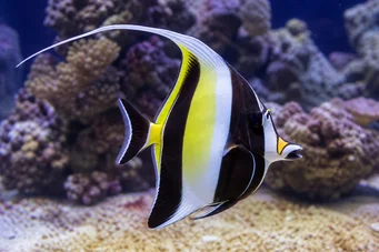 Zanclus canescens