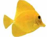 Zebrasoma flavescens Жути хирург