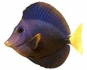 Zebrasoma xanthurum Иеллов -таил Ацанхуре