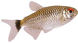 Moenkhausia oligolepis (Моенкхаусиа са црвеним очима)