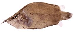 Monocirrhus polyacanthus (Ватрогасац)