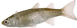 Mugil labrosus (Муле са великим усанама)