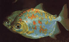 Myleus rubripinnis luna (Метинис-Луне са црвеном куком)