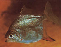 Myleus rubripinnis rubripinnis (Меници са црвеном куком)