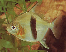 Myleus schomburgkii (Сцхомбургк Милеус, Блацк Бар Милеус)