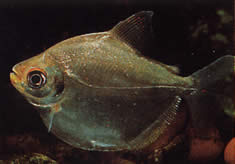 Mylossoma aureum (Помпано, Голден Пацоу)