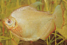 Mylossoma duriventre (Пацоу-меуле, сребрни милеус)