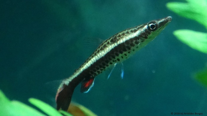 Nannobrycon eques (Оловка)