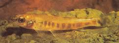 Nannocharax macropterus Афрички тетра-флешете са великим перајима