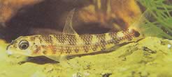 Nannocharax procatopus