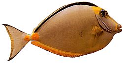 Naso lituratus (Насал наранџасти шљунци)