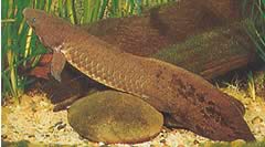 Neoceratodus forsteri Аустралијски дипнеусте, Барраманда из Ауст-а.