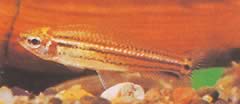 Neolebias trilineatus Афрички Цхарацин са три опсега