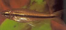 Neolebias unifasciatus Црне Нелебиас, Афрички Цхарацин у бенду