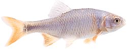 Notropis lutrensis (Америчка ИДЕ са црвеним перајима)