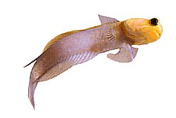 Opistognathus aurifrons (Опистогнатте на предњем дору)